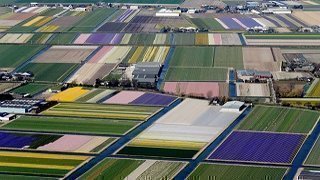 Bollenstreek uit de lucht
